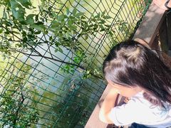 -中国扬子鳄村