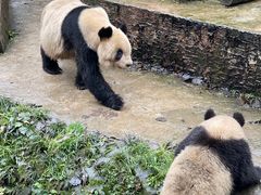 -中国大熊猫保护研究中心雅安碧峰峡基地