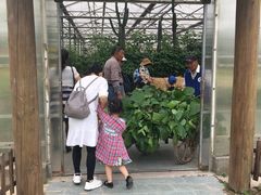 -上海都市菜园