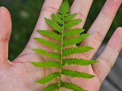 -合肥滨湖国家森林公园