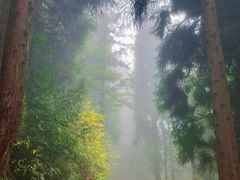 -武陵山森林公园