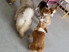 -汪说·狗咖(旺城大厦店)