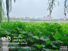 -莲花池公园