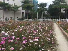 -玫瑰小镇