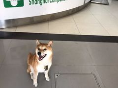 -爱侣宠医·鹦鹉专科·小型哺乳类·异宠专科(灵石路店)