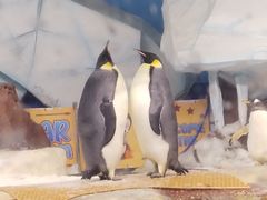 -海合安武汉极地海洋公园