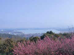 -香雪海