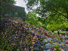 -上海共青森林公园