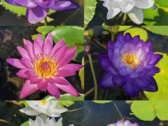 -中国科学院华南植物园
