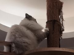 -滚猫咖啡·猫咖·猫友好撸猫(未来城店)