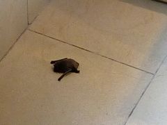 -淮安曙光国际大酒店(大运河广场花街店)