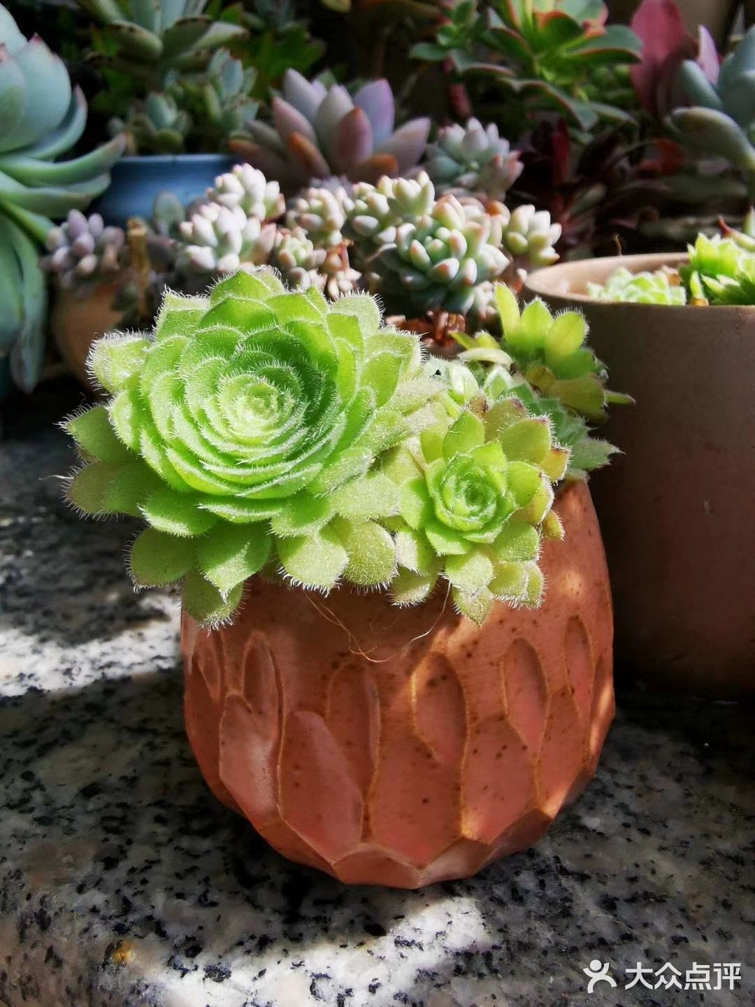 多肉植物园