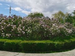 -群力丁香公园