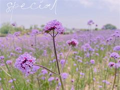 -西京湾花海