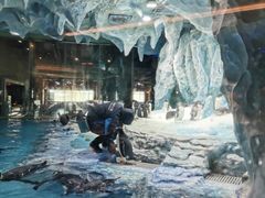 -帝企鹅自助餐厅•儿童岛•真企鹅(长隆企鹅酒店)