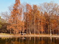 -上海共青森林公园