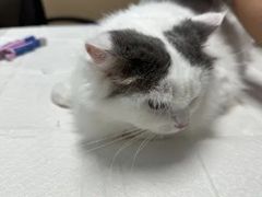 -宠颐生猫科·内科皮肤科(西平世纪城店)