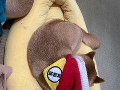 -逗柴咖啡屋·狗咖猫咖宠物桌游