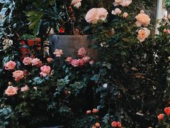 -溪岸路花鸟市场