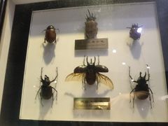 -上海昆虫博物馆