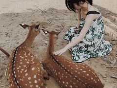 -鹿境梅花鹿生态园区