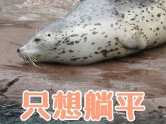 -海合安成都极地海洋公园