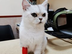 -艾贝尔宠物医院·狂犬免疫点(江山金象城店)