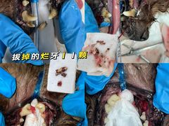 -泰洋动物医院·神经专科·磁共振·CT(天河公园总院)