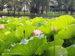 -荔湾湖公园