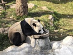 -栾川竹海野生动物园