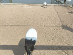 -盐城丹顶鹤湿地生态旅游区