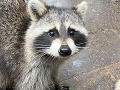 -金塔傣乡·云南民族特色菜·傣味手抓饭(金瓦路店)