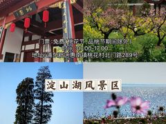 -顾村公园