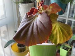 -佰家小厨·南京菜(夫子庙店)