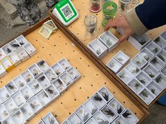 -中环花鸟鱼虫市场