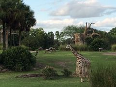 -奥兰多迪士尼动物王国乐园