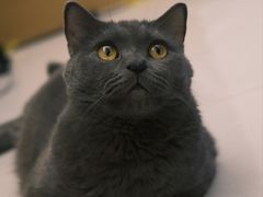 -御宝贝·A梦猫科宠物医院(国际猫友好医院)