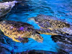 -烟台海昌鲸鲨海洋公园