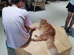 -藏猫猫咖啡主题馆(中央大道店)