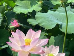 -莲花池公园