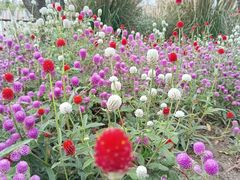 -上海浦江郊野公园-2号停车场