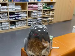 -申普宠物医院·心脏介入·心血管微创(总院)