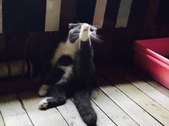 -壹六猫窝(谷德店)