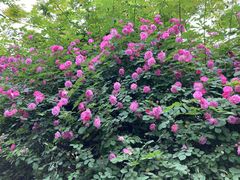 -铁山坪森林公园