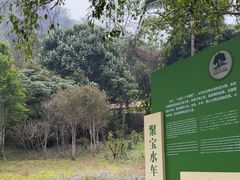 -莫里热带雨林景区