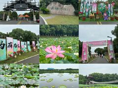 -荷塘月色湿地公园·向阳花洲