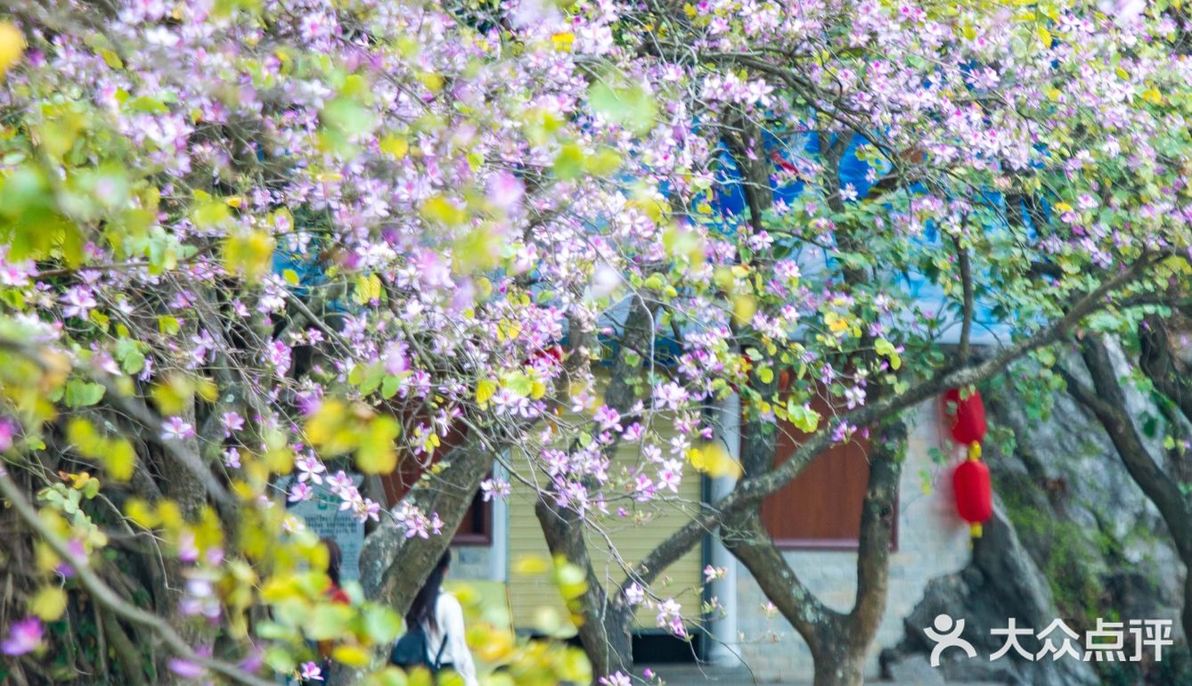 三四月去广东肇庆打卡最美紫荆花道