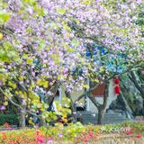 三四月去广东肇庆打卡最美紫荆花道