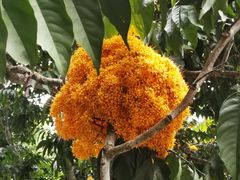 -中国科学院西双版纳热带植物园