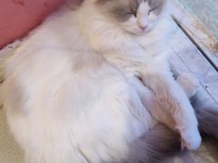 -藏猫猫咖啡主题馆(中央大道店)